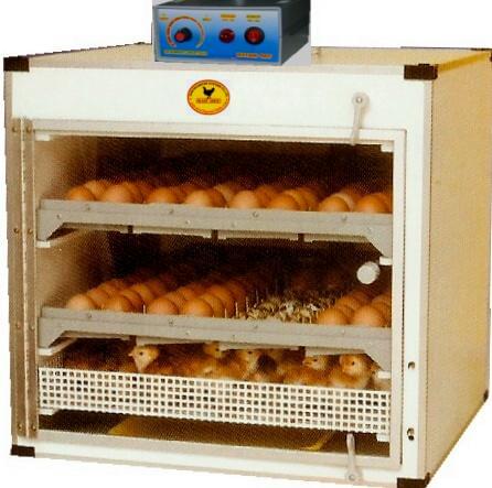 Model SIS 144 AE (Electronic) Can Contain 144 Eggs (Automatic Egg Turning)